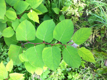 Japanese Knotweed
