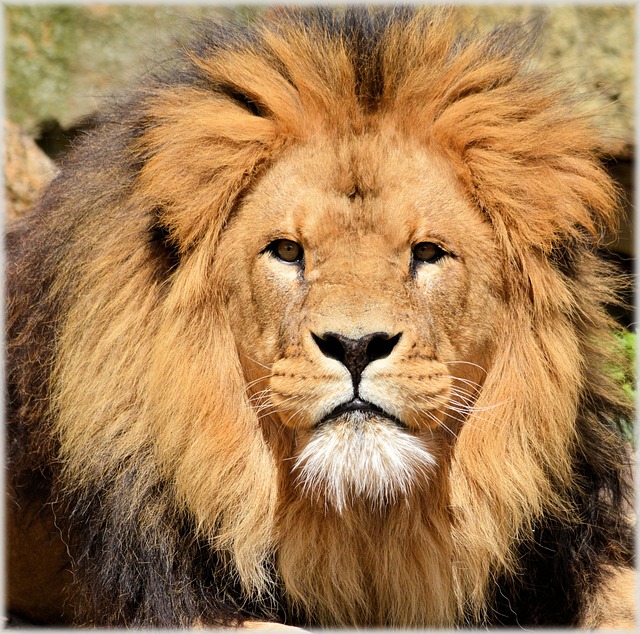 lion