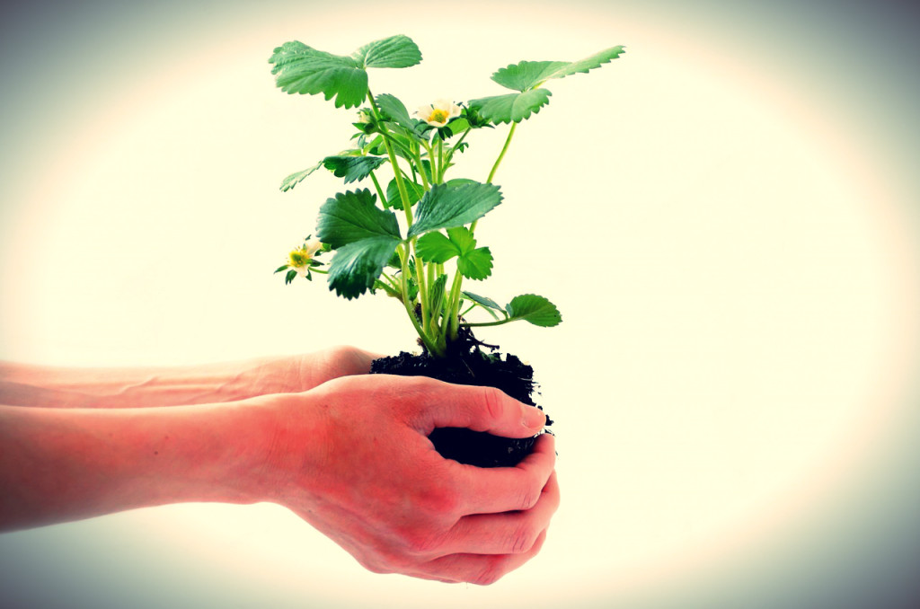 plant