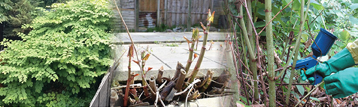 Collage_-_Resized