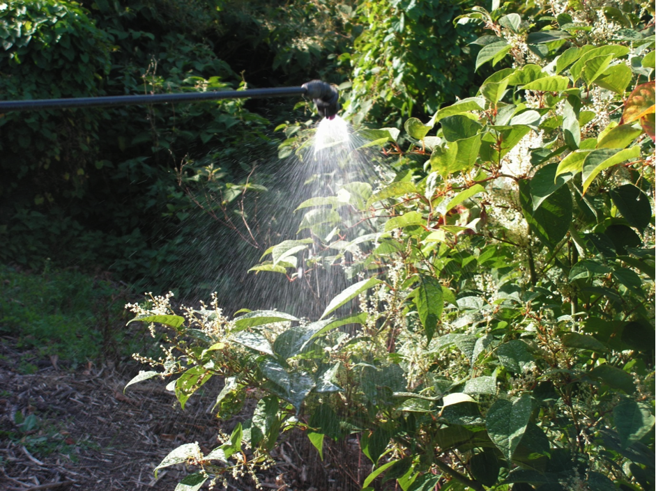japanese knotweed
