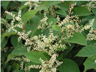 Japanese Knotweed 3