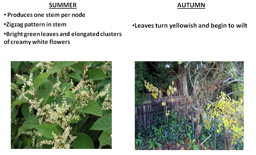 Japanese Knotweed side by side 2
