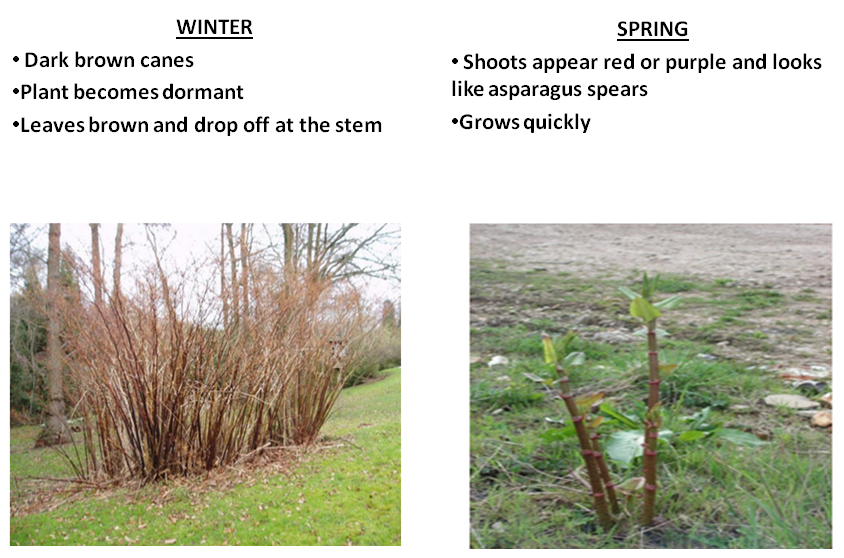 Japenese Knotweed side by side 1